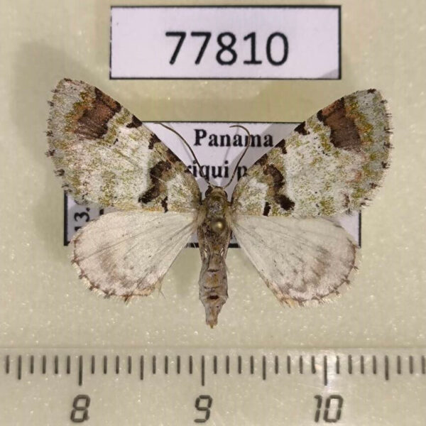 Geometridae Hydriomena cachiria Panama