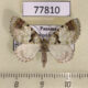 77810p Geometridae Hydriomena cachiria Panama $7