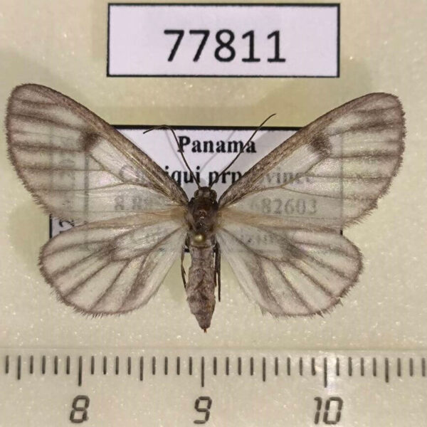 Geometridae Astyochia faula f Panama
