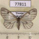 77811p Geometridae Astyochia faula f Panama $9