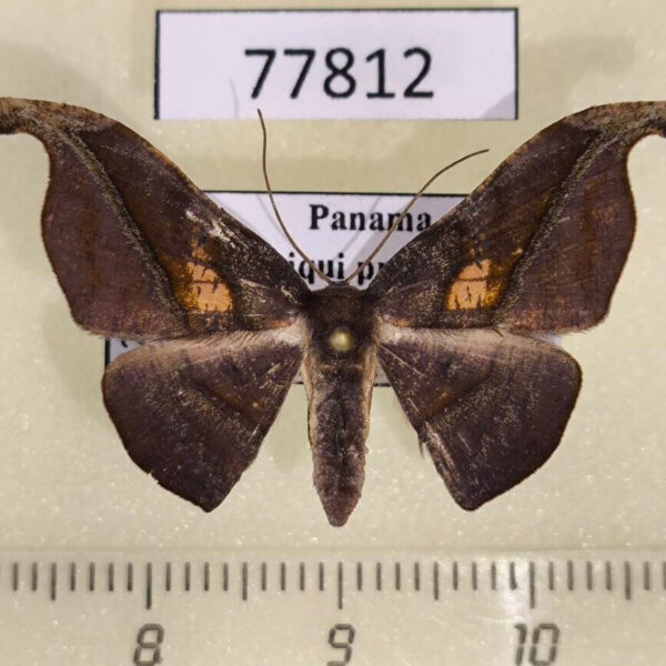Geometridae Patalene moneta Panama