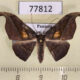 77812p Geometridae Patalene moneta Panama $14