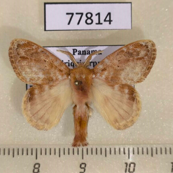 Lasiocampidae Nesara francesca Panama