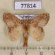 77814p Lasiocampidae Nesara francesca Panama $15