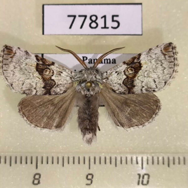 Noctuidae Charadra nigracreta Panama