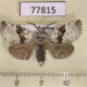 77815p Noctuidae Charadra nigracreta Panama $8