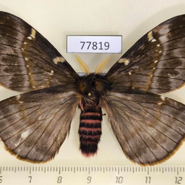 Saturniidae Paradirphia herediana Panama
