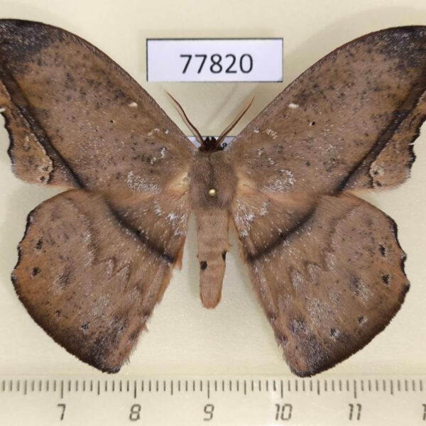 Saturniidae Oxytenis nubila Panama