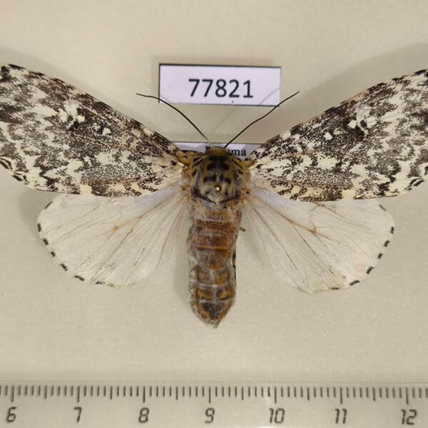 Noctuidae Lichnoptera pollux f Panama