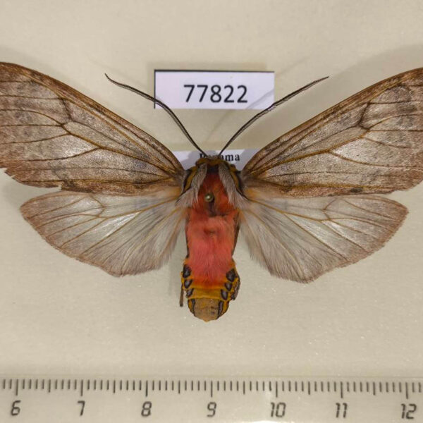 Arctiidae Amastus suffusa Panama