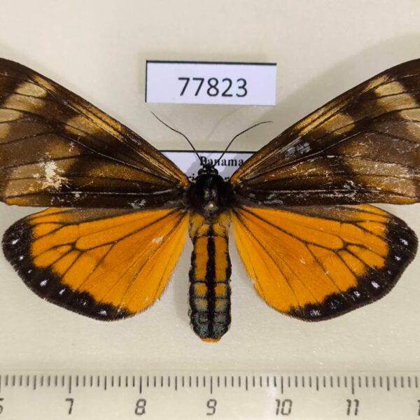 Arctiidae Dysschema aorsa Panama