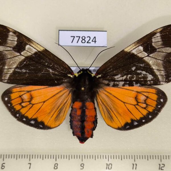 Arctiidae Dysschema magdala f Panama
