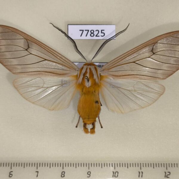 Arctiidae Amastus aconia Panam