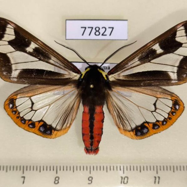 Arctiidae Dysschema mariamne Panama