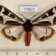 77827p Arctiidae Dysschema mariamne Panama $20