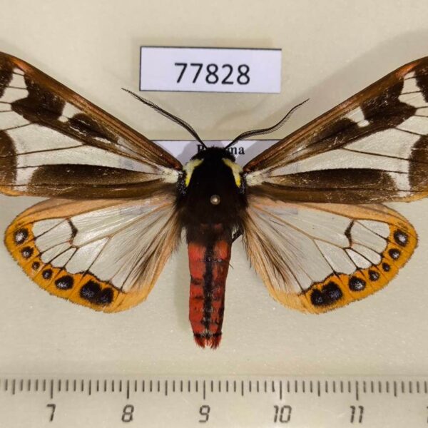Arctiidae Dysschema mariamne Panama