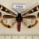 77828p Arctiidae Dysschema mariamne Panama $20