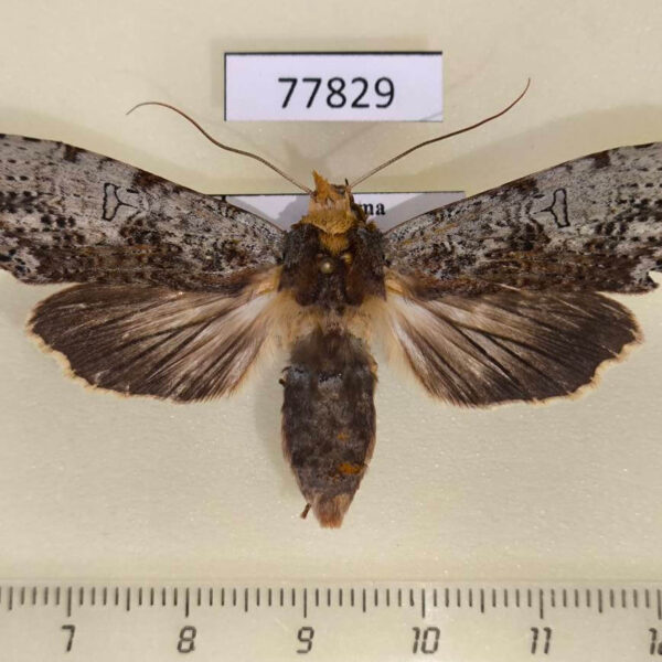 Notodontiidae Nystalea discalis f Panama