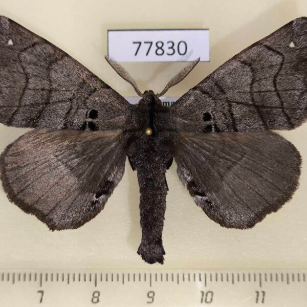 Apatelodidae Apatelodes turrialba Panama