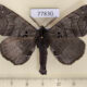 77830p Apatelodidae Apatelodes turrialba Panama $15