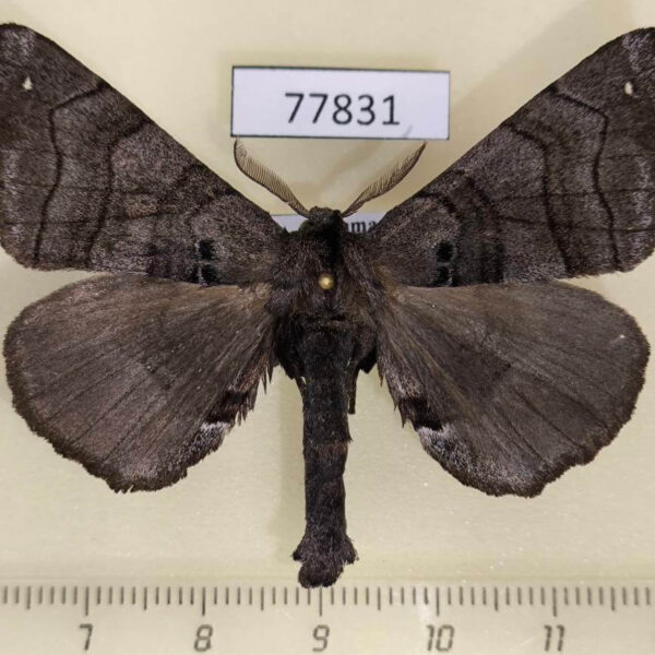 77831p Apatelodidae Apatelodes turrialba Panama