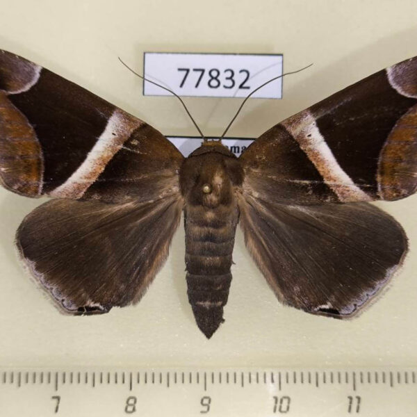 Noctuidae Dysgonia expediens Panama