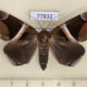77832p Noctuidae Dysgonia expediens Panama $12