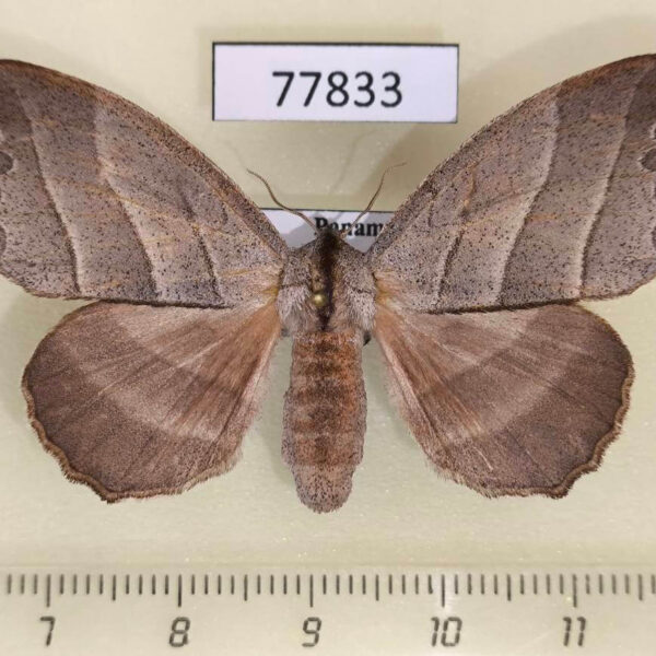 Apatelodidae Drepatelodes umbrilinea f Panama