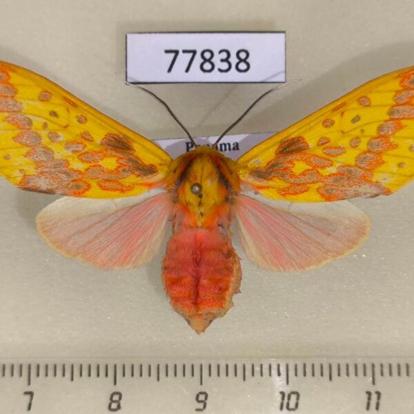 Arctiidae Symphlebia ipsea f Panama