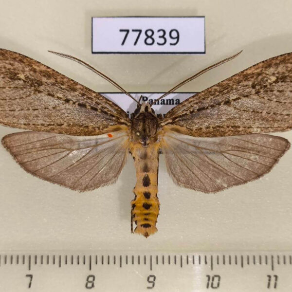 Arctiidae Calidota obscurata Panama
