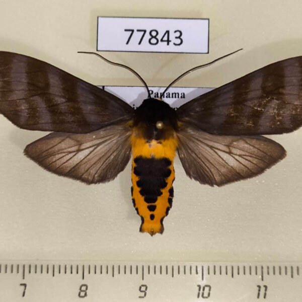 Arctiidae Pachydota drucei Panama