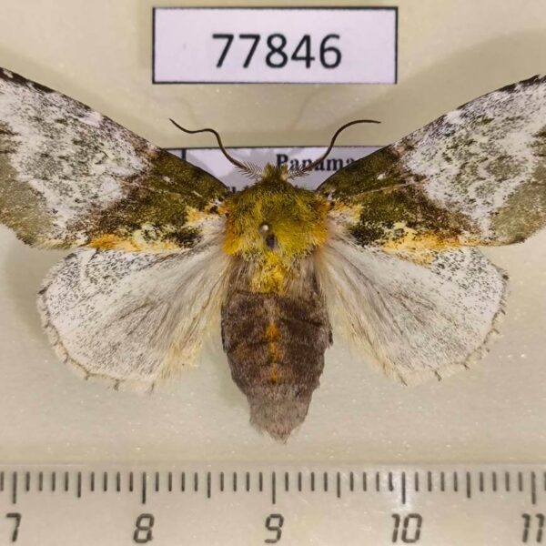 Notodontiidae Disphragis manethusa f Panama