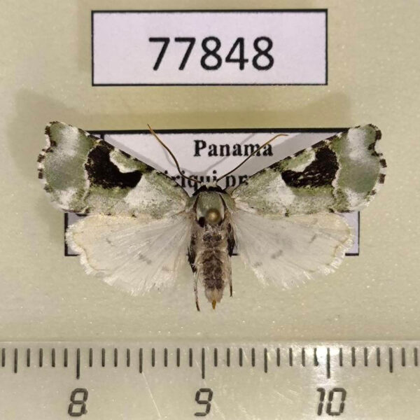 Noctuidae Emarginea nocea f Panama