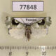 77848p Noctuidae Emarginea nocea f Panama $9