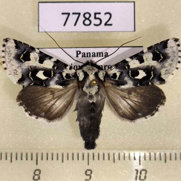 Noctuidae Dargida albomarginata Panama