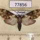 77856p Arctiidae Eucereon discolor f Panama $10