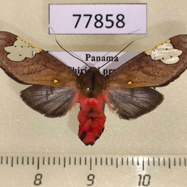 Arctiidae Bertholdia philotera Panama