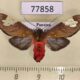 77858p Arctiidae Bertholdia philotera Panama $13