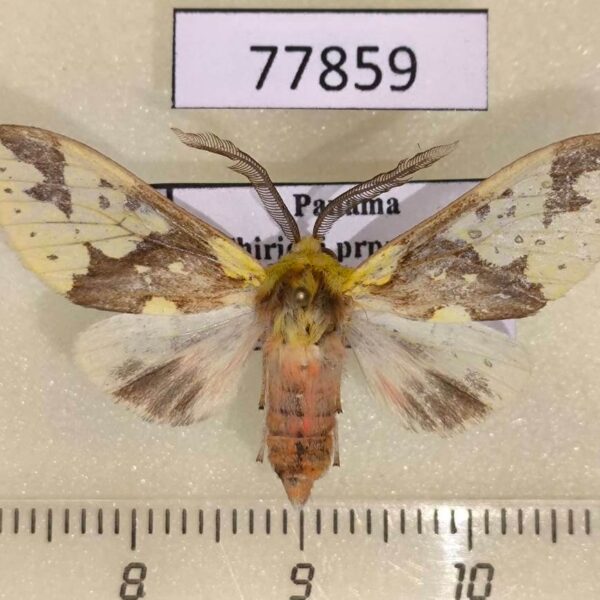 Arctiidae Symphlebia pyrgion Panama