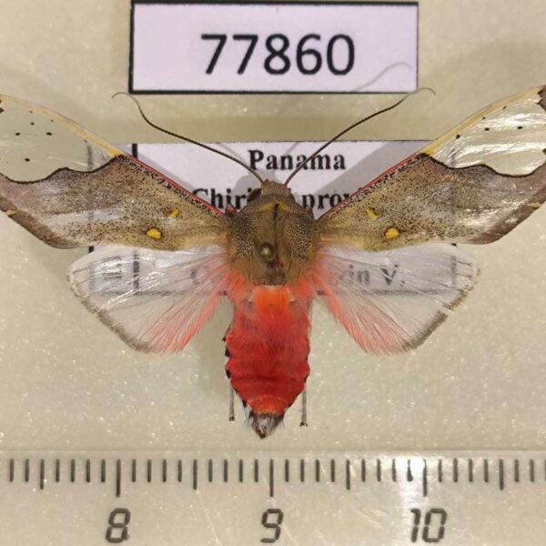 Arctiidae Bertholdia specularis Panama