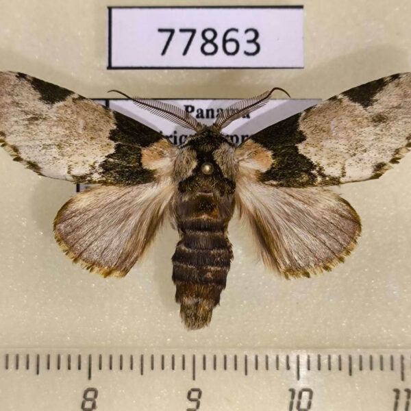Notodontiidae Dognina florella Panama