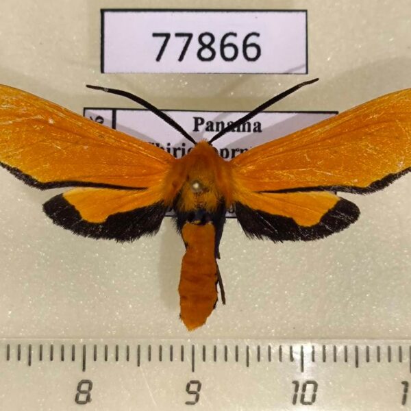 Arctiidae sp. Panama