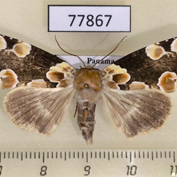 Thyatiridae Thyatira mexicana Panama