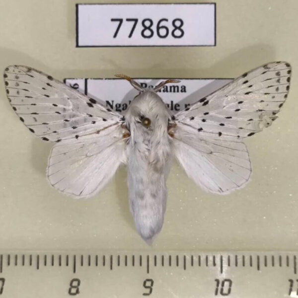 Lasiocampidae Artace pelia Panama
