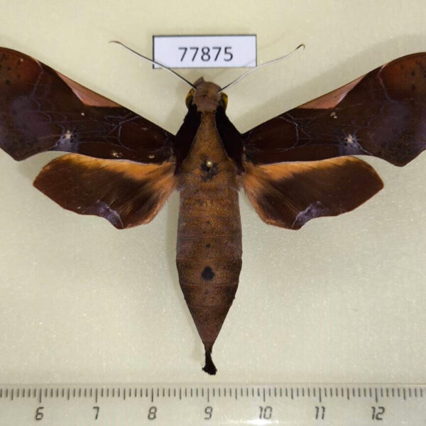 Sphingidae Callionima nomius f Panama