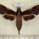 77875p Sphingidae Callionima nomius f Panama $20