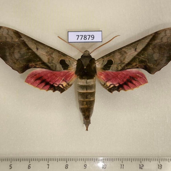 Sphingidae Adhemarius dariensis Panama