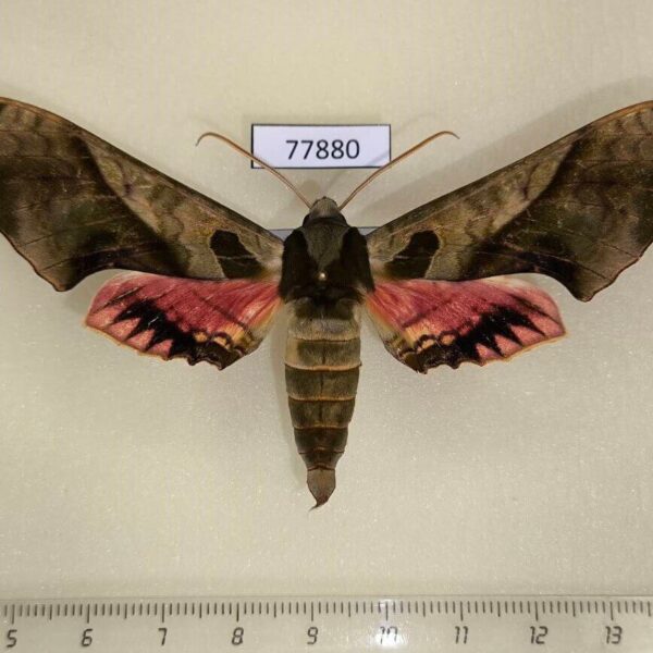 Sphingidae Adhemarius dariensis Panama