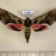 77880p Sphingidae Adhemarius dariensis Panama $35