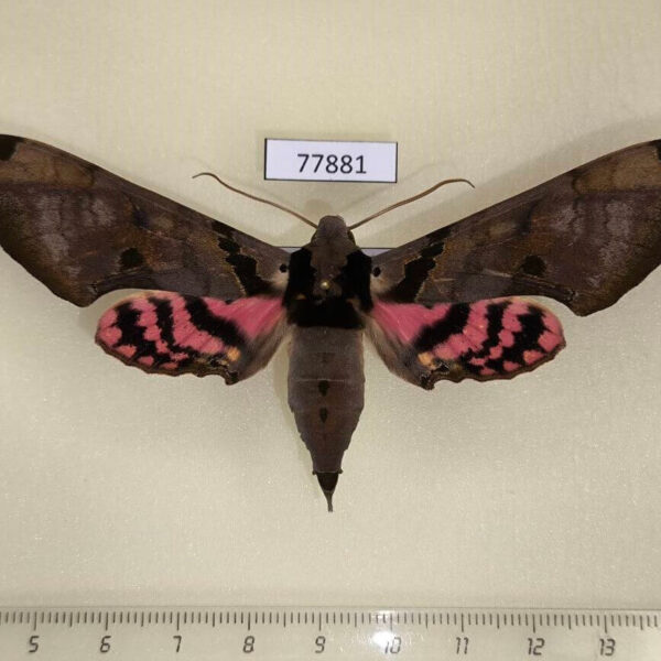 Sphingidae Adhemarius fulvescens Panama